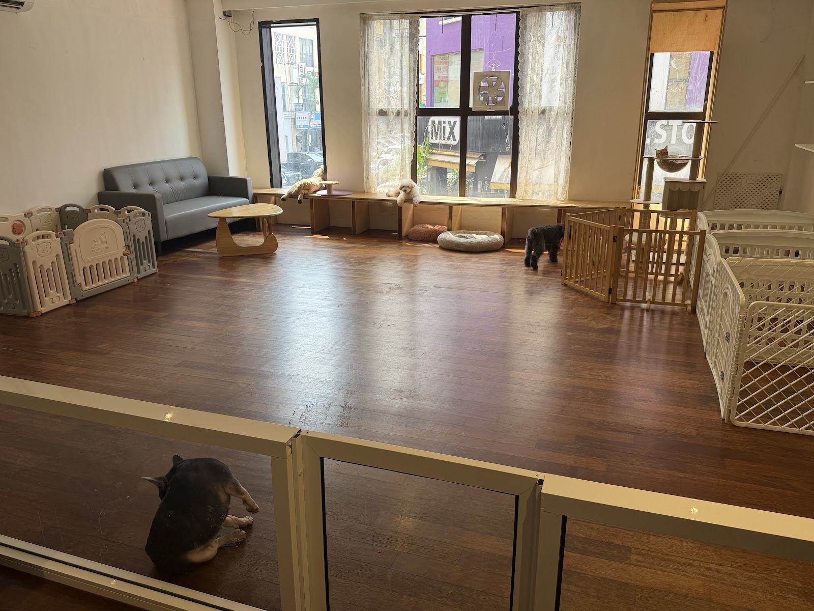 ahZu Pet Studio 2