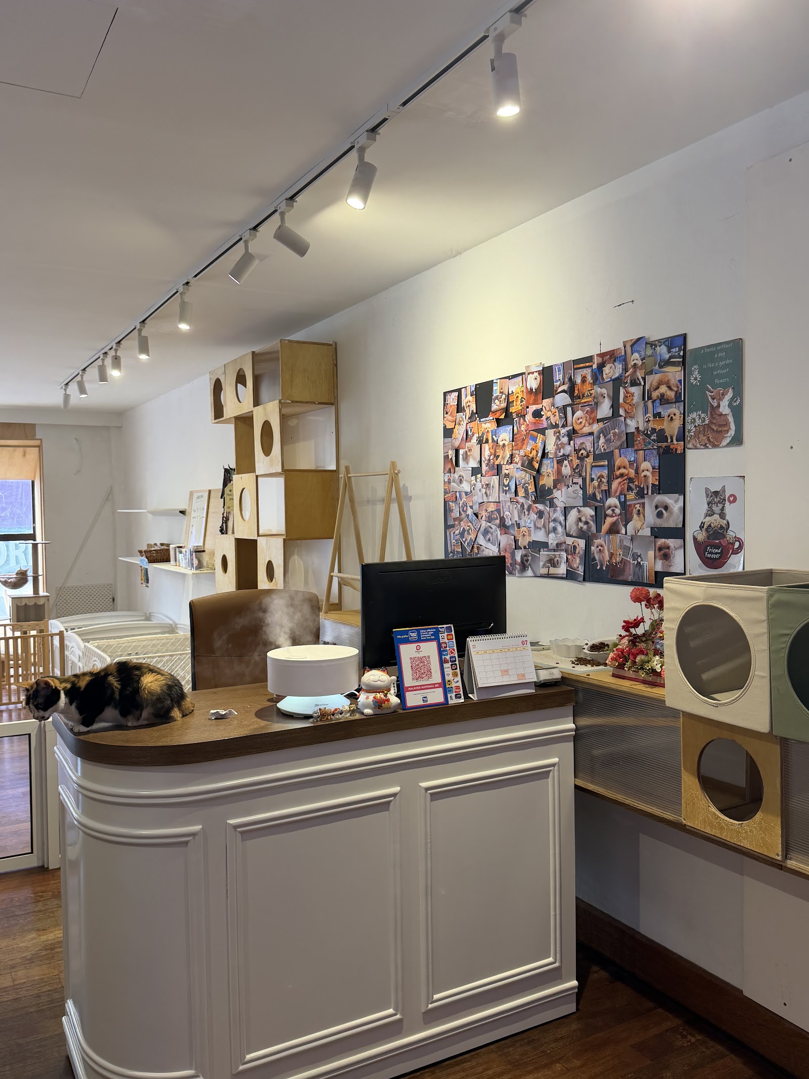 ahZu Pet Studio 5